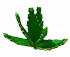 aloevera