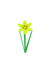 daffodil