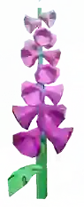 foxglove