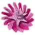 pinksidedandelion