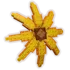 sunflower2