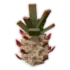 wildpineapple